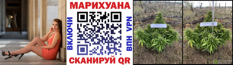 Каннабис OG Kush  Тайшет 